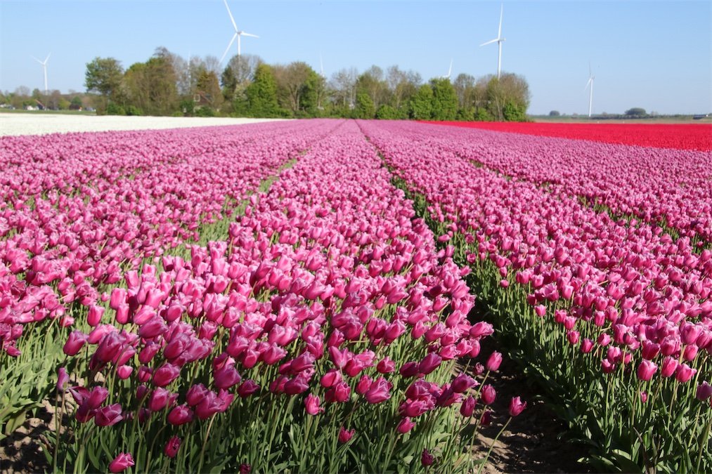 Tulpen luiden lente in Nederland in met economie en kleurenspektakel